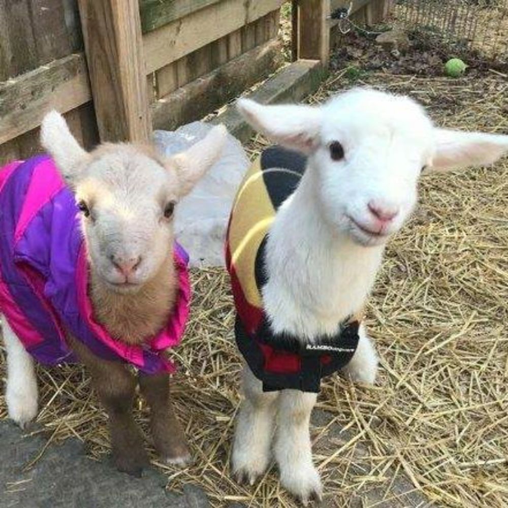 Meet your Posher, Sheila